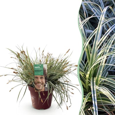 Plantenboetiek.nl | Siergrassen - Carex oshimensis Everest - Wit en Groen - Groenblijvend - Winterhard - Ø17cm - 40-50cm hoog - Tuinplant