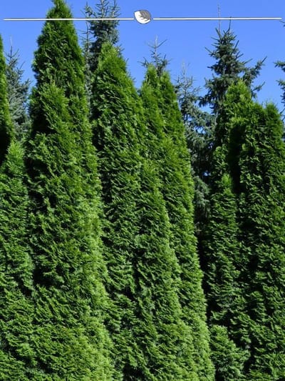 Westerse Levensboom Thuja Smaragd 80-100 cm, 12x Haagplant