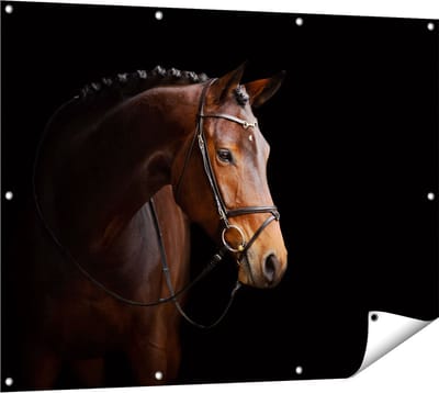 Gards Tuinposter Bruin Paard op een Zwart Achtergrond - 120x90 cm - Tuindoek - Tuindecoratie - Wanddecoratie buiten - Tuinschilderij