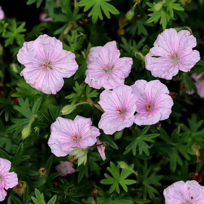 Geranium sanguineum 'Striatum' - Ooievaarsbek - Wortelgoed - 5 stuks