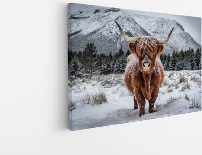 Saammp Canvas Schilderij Schotse Hooglander Koe in de wei - Dieren - Natuur - 45x30 - Foto op canvas - Wanddecoratie - muurdecoratie Woonkamer - Slaapkamer decoratie - Canvas Print