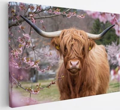 Saammp Canvas Schilderij - Schotse Hooglander Koe in de wei - Landschap - Dieren - Natuur - 30x20 - Foto op canvas - Wanddecoratie - muurdecoratie Woonkamer - Slaapkamer decoratie - Canvas Print