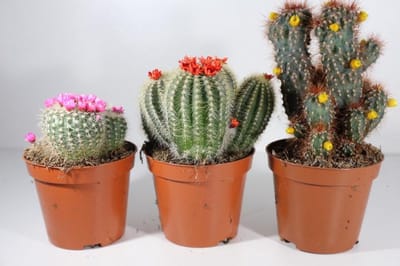 Succulux Cactussen Mix met Strobloemen - 3 Cactussen Ø 8,5 cm Pot - Kamerplanten Cadeau