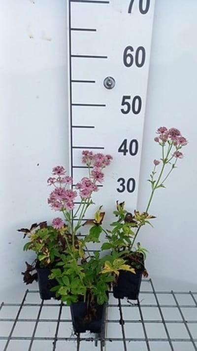 6x Zeeuws knoopje - Astrantia maj. 'Pink Pride' | 9x9 cm pot