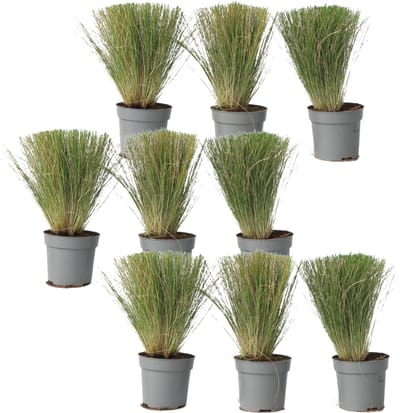 Plant in a Box - Stipa tenuifolia 'Pony Tails' - Set van 9 Stipa 'ponytail' grassen - Verdergras - Pot 9cm - Hoogte 20-30cm