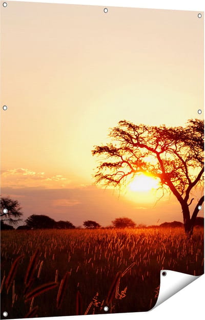 Gards Tuinposter Zonsondergang Achter een Acacia Boom - 90x120 cm - Tuindoek - Tuindecoratie - Wanddecoratie buiten - Tuinschilderij