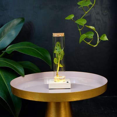 Tubes | plant in glas |Monstera Adansonii | incl LED |