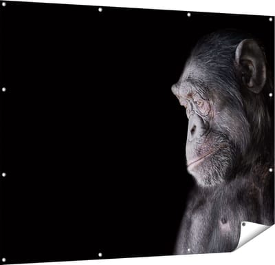 Gards Tuinposter Chimpansee Aap op Zwart Achtergrond - 150x120 cm - Tuindoek - Tuindecoratie - Wanddecoratie buiten - Tuinschilderij