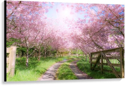 Canvas  - Zandpad tussen de Roze Bomen  - 120x80cm Foto op Canvas Schilderij (Wanddecoratie op Canvas)