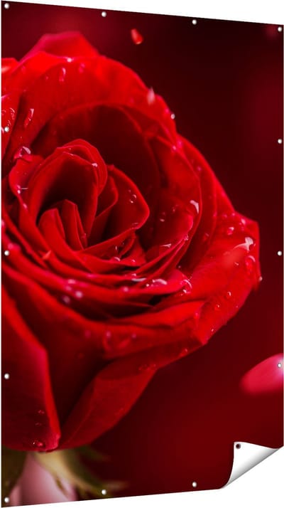 Gards Tuinposter Romantische Rode Roos - 120x180 cm - Tuindoek - Tuindecoratie - Wanddecoratie buiten - Tuinschilderij