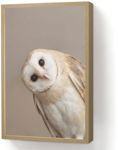 Wandlamp 40x60 cm - Oplaadbaar - Uil - Bruin - Wit - Wandlampen binnen woonkamer - Slaapkamer lamp - Decoratieve nachtlamp - Vloerlamp draadloos