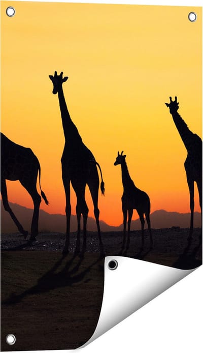 Gards Tuinposter Vier Giraffe Silhouetten bij Zonsondergang - 40x60 cm - Tuindoek - Tuindecoratie - Wanddecoratie buiten - Tuinschilderij