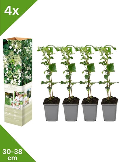 GARDENZO - 4x Klimhortensia - Hydrangea petiolaris - in P9 pot