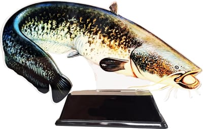 Vistrofee Real Fish Meerval 23 cm Prijs Trofee Meervalwedstrijd Viswedstrijd Vis Visprijs Visprijzen