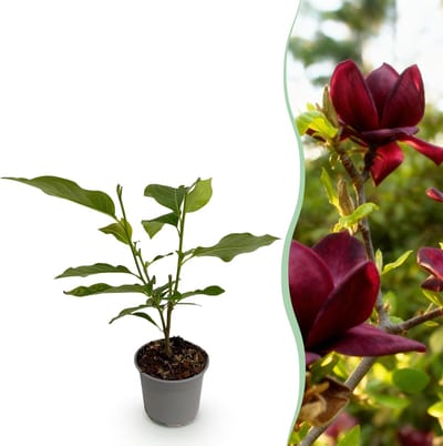 Plantenboetiek.nl | Magnolia Genie - Bloem Paars - Bladverliezend - Weinig Onderhoud - Ø12cm - 30cm hoog - Tuinplant