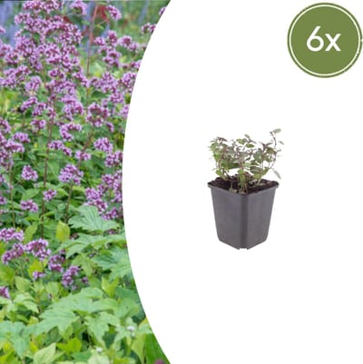 Tuinplantenshop.com | Origanum laevigatum 'Herrenhausen' | 6 stuks - Ø9cm - 10-25cm hoog - Tuinplant