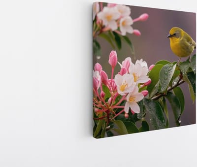 Saammp Canvas Schilderij - Vogel met Bloesem - Dieren - Natuur - 20x20 - Foto op canvas - Wanddecoratie - Muurdecoratie Woonkamer - Kantoor Decoratie