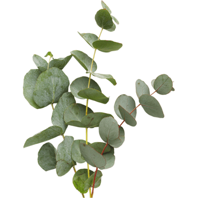 Natural Heroes - Eucalyptus EO - Eucalyptus globulus 5 ml