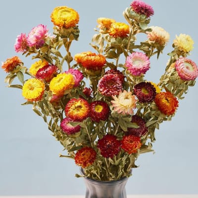Gedroogde Aardbeien Boeket - Droge Bloem Stengels - Woondecoratie - Natuurlijk Gedroogd - 12 Stuks - Meerkleurig