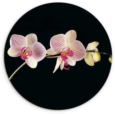 WallCircle® Wandcirkel 140x140 cm - Muurcirkel Orchidee - Bloemen - Zwart - Roze - Knoppen - Muurdecoratie woonkamer - Wanddecoratie slaapkamer - Kamer decoratie accessoires - Ronde schilderijen