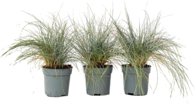 Plant in a Box - Festuca glauca 'Elijah Blue' - Set van 3 Festuca - Winterharde tuinplanten - Siergras - Pot 9cm - Hoogte 10-15cm