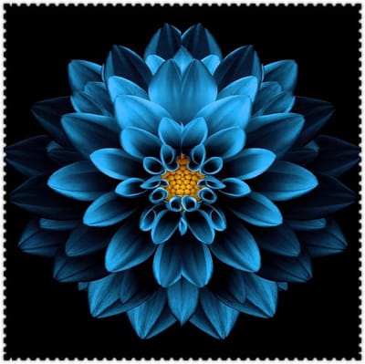 Bloembollen - Dahlia Zinnia - Tuin Decoratie - Makkelijk Groeiend - 1 Stuk - Gemengde Kleuren