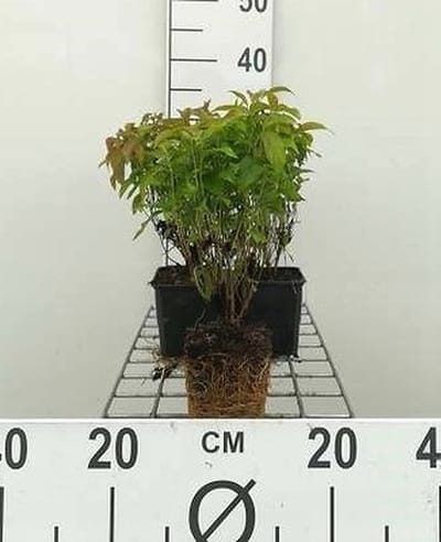 12x Canadese Kornoelje , Canadese Dwergkornoelje - Cornus ser. 'Kelsey's Dwarf' ('kelseyi') | 9x9 cm pot