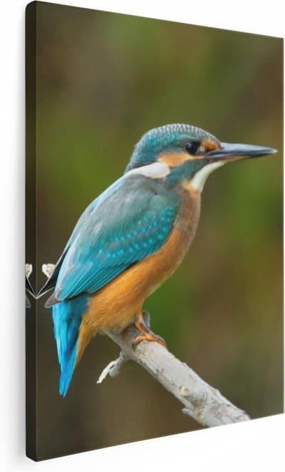 Artaza Canvas Schilderij Vogel - 30x40 cm - Klein - Wanddecoratie Dieren - Muurdecoratie IJsvogel - Kamer Accessoires