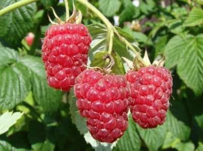 Rubus id. 'Autumn Bliss' - Herfstframboos struik in pot