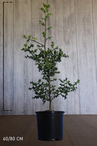 Plants Online - Haagplanten - Heesters - Hulst - Pot 60-80 cm - set van 10 - Geschikt als hoge haag - Inbraakwerend - Vruchtdragend - Wintergroen