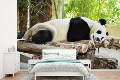Behang - Fotobehang Panda - Bamboe - Slapen - Balken - Breedte 360 cm x hoogte 240 cm