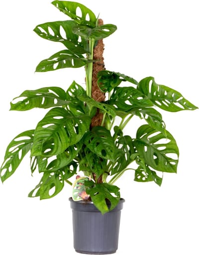 Bloomique - Monstera Adansonii met Mosstok - Monkey Leaf - Kamerplanten - Luchtzuiverend - Gemakkelijk in onderhoud - Hoogte 70-80 cm - Pot 17 cm