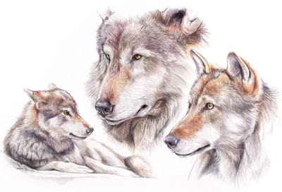 Wolf 2 - Kunst - Marco der Kinderen - Poster - 70 x 50 cm