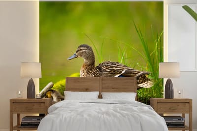 Behang - Fotobehang Eend - Vogels - Water - Tak - Mos - Breedte 220 cm x hoogte 220 cm