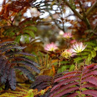 Albizia julibissin 'Summer Chocolate' - Perzische Slaapboom, Hoogte 30cm, 2 liter pot