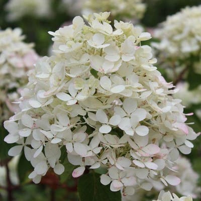 1x Hydrangea paniculata 'Diamant Rouge'® - Hortensia - Planthoogte 30-40 cm in pot