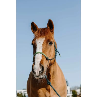 Halster en touwset voor paarden Norton Suède