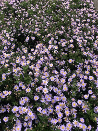 6x Herfstaster - Aster ageratoides 'Stardust' | 9x9 cm pot
