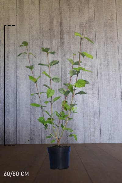 Plants Online - Haagplanten - Heesters - Witte Kornoeltje - Pot 60-80 cm - set van 10 - Bladverliezend - Bloeiende plant - Groeit breed uit - Informele haag