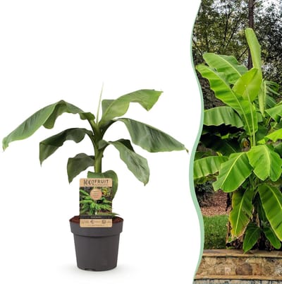 Green boutiQ - Fruitplant - Japanse vezelbanaan - Musa Basjoo - Winterhard - Pot 21cm Hoogte 70-90cm