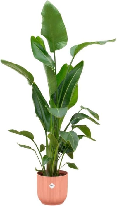 Combi deal - Strelitzia Nicolai inclusief elho Vibes Fold Round roze Ø30 - 160 cm
