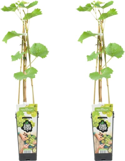 Bloomique - Set van 2 - Vitis Vinifera Vroege van der Laan - Druivenplant - Witte Druiven - Fruitplanten - Tuinplanten - Winterhard - Hoogte 50-70 cm - Pot 15 cm
