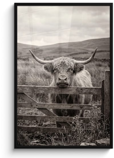 Poster in lijst - Fotolijst 80x120 cm - Posters - Schotse hooglander - Zwart - Wit - Hout - Posterlijst zwart - Decoratie - Wanddecoratie woonkamer - Muurdecoratie slaapkamer