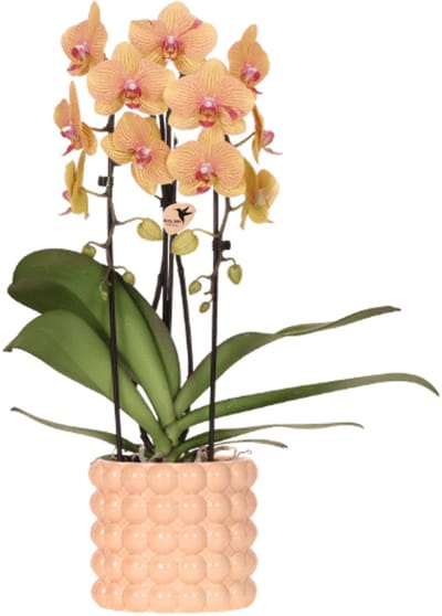 Kolibri Orchids | Niagara Falls orchidee Sunny Bunny met Poppy sierpot peach – potmaat Ø12 cm – vers van de kweker