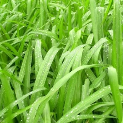 Japanse Zegge (Carex Foliosissima) - Siergras Zegge Irish Green - Vaste planten - Groenblijvend - Bodembedekkers - Grassen/kruiden