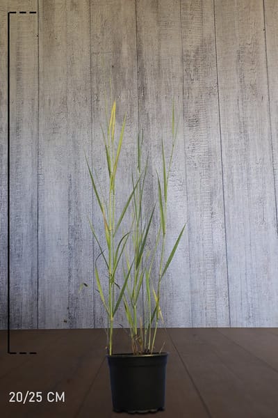 Plants Online - Tuinplanten - Siergrassen - Vingergras ‘Prairie Sky‘ - Pot 20-25 cm - set van 10 - Weinig onderhoud - Bladverliezend - Groeit opgaand - Makkelijk te snoeien