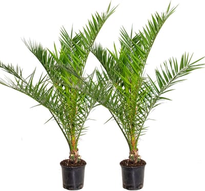 Bloomique - Set van 2 - Phoenix Canariensis - Canarische Dadelpalm - Palmboom Winterhard - Tuinplanten - Hoogte 80-100 cm - Pot 19 cm