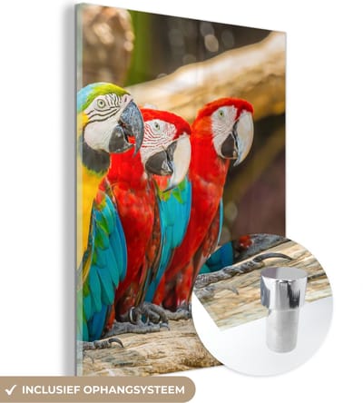 MuchoWow® Glasschilderij 30x40 cm - Schilderij acrylglas - Vogels - Papegaai - Tropisch - Natuur - Foto op glas - Schilderijen
