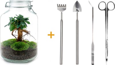 Ecosysteem plant - Jar Ficus Ginseng bonsai - ↑ 28 cm - Planten terrarium - Mini ecosysteem - Flessentuin + Hark + Schep + Pincet + Schaar
