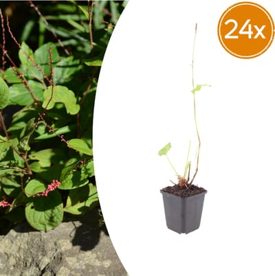 Tuinplantenshop.com | Persicaria a. 'Speciosa' | 24 stuks - Ø9cm - 10-25cm hoog - Tuinplant